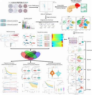 The expression characteristics of transmembrane protein genes in pancreatic ductal adenocarcinoma through comprehensive analysis of bulk and single-cell RNA sequence